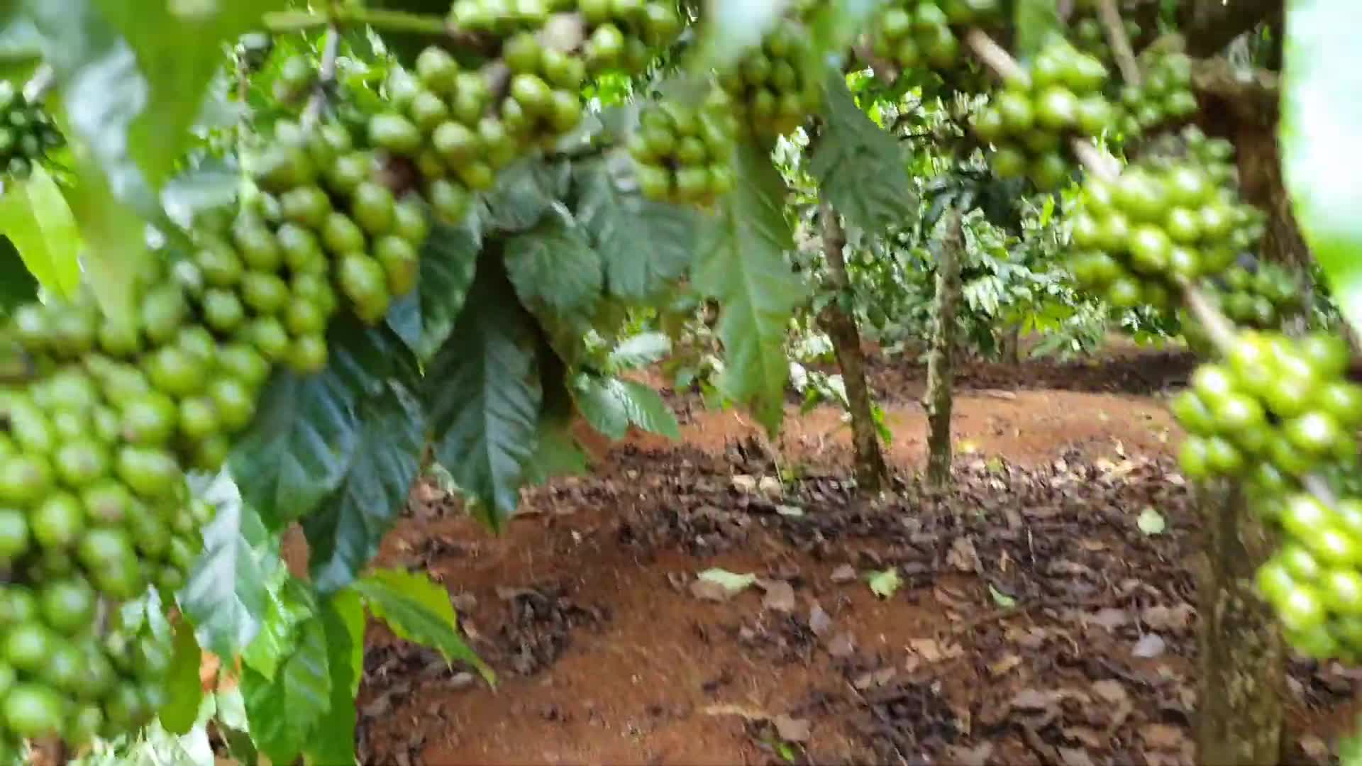 Coffee farm in Vietnam