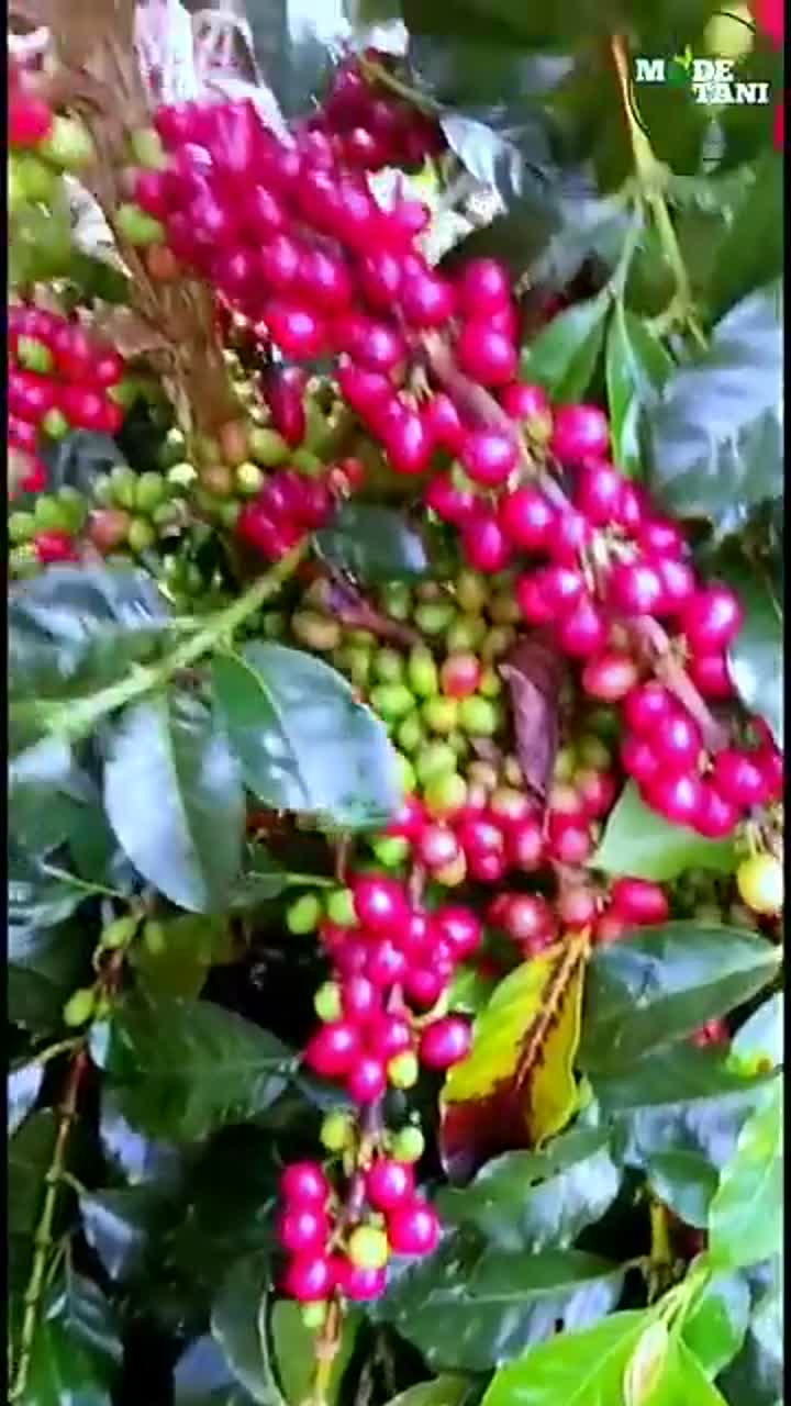 COFFEE BEAN HARVESTING AND PROCESSING PROCESS